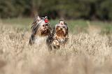 YORKSHIRE TERRIER 254